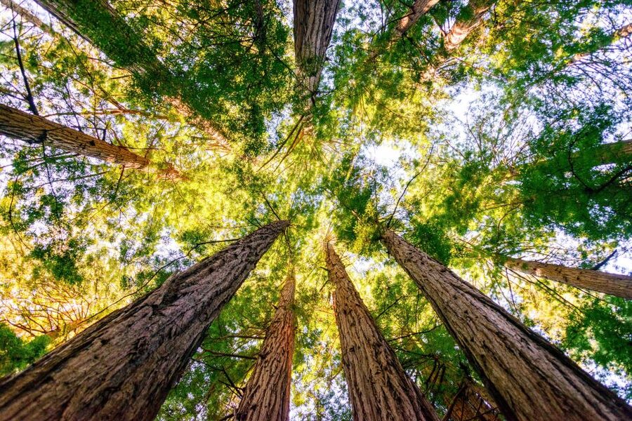 From San Francisco: Guided Muir Woods Tour - Sausalito after the forest