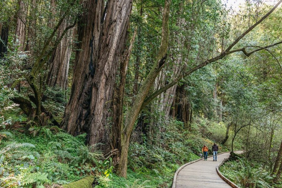 From San Francisco: Guided Muir Woods Tour - What the $84 price really includes