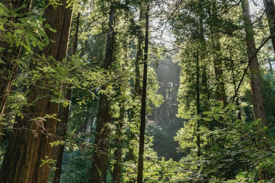 From San Francisco: Guided Muir Woods Tour - Who will enjoy this tour most?
