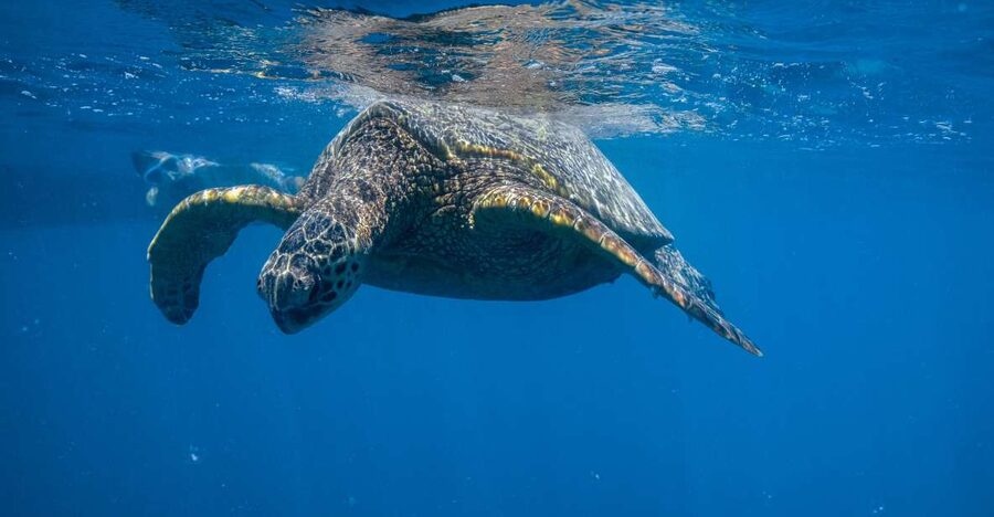 From Waikiki: Turtle Canyon Snorkeling Tour - Turtle sightings, a smaller boat feel, and an easy schedule