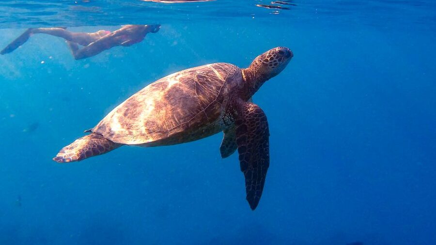 From Waikiki: Turtle Canyon Snorkeling Tour - Fifty minutes over Turtle Canyon reef