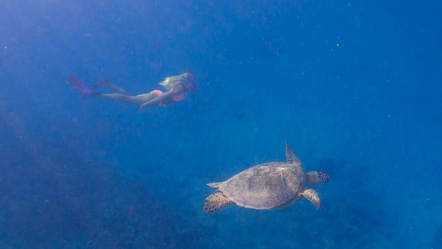 From Waikiki: Turtle Canyon Snorkeling Tour - Is $81 a fair price for this Turtle Canyon trip?