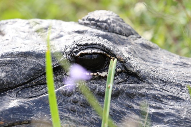 Full-Day Kayak Adventure in the Everglades - Starting in Homestead and following the guide