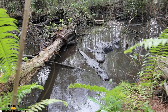 Full-Day Kayak Adventure in the Everglades - Freshwater paddling among cypress and wildlife