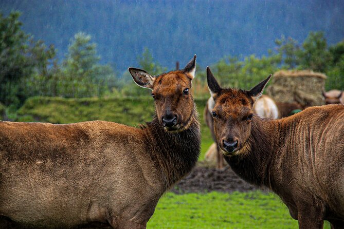 Glacier View & Wildlife Anchorage Adventure Tour - Earthquake Park, Ship Creek, and the Ulu Factory area
