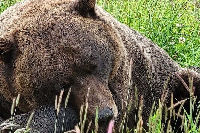 Glacier View & Wildlife Anchorage Adventure Tour - Beluga Point and the Turnagain Arm views