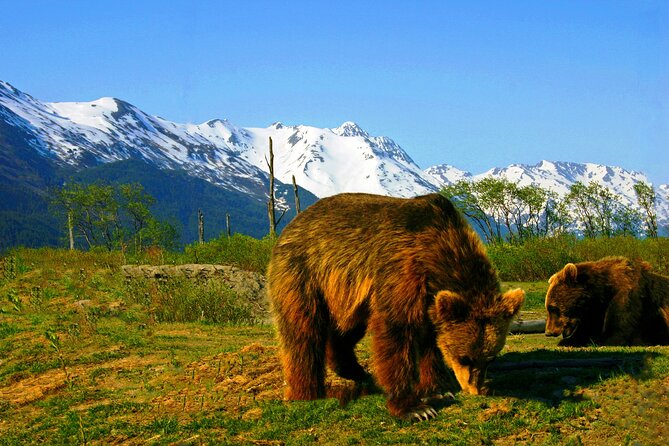 Glacier View & Wildlife Anchorage Adventure Tour - The Alaska Wildlife Conservation Center