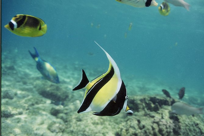 Glass-Bottom Boat Reef Tour - A Family Outing That Does Not Require Swimming