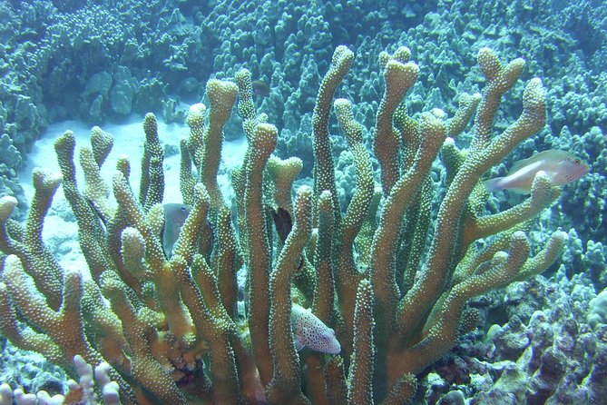 Glass-Bottom Boat Reef Tour - How the $72 Price Measures Up