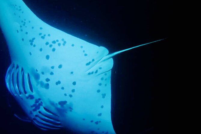 Glow of the Deep: Night Snorkeling with Manta Rays - The ride-along option makes this more flexible