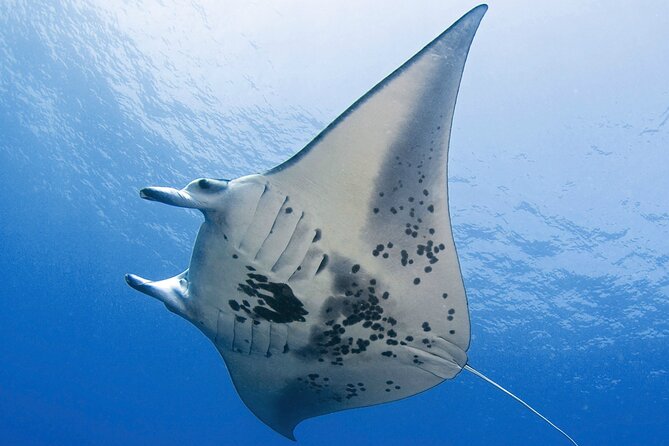 Glow of the Deep: Night Snorkeling with Manta Rays - Getting ready with wetsuit and flotation gear