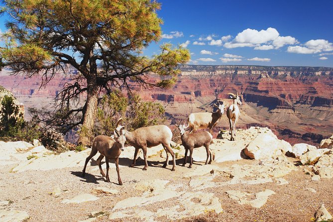 Grand Canyon National Park South Rim Small Group Bus Tour - The real shape of this 15-hour Grand Canyon day