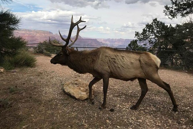 Grand Canyon Signature Hummer Tour with Optional Sunset Views - What This Short Grand Canyon Tour Actually Does