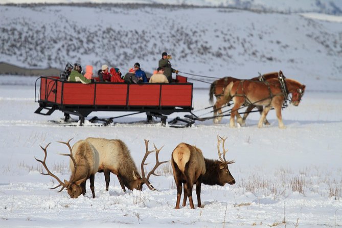 Grand Teton and National Elk Refuge Winter Wonderland Full Day Adventure - Key details before you book