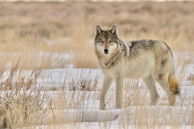 Grand Teton and National Elk Refuge Winter Wonderland Full Day Adventure - Jackson lunch and a useful midday break