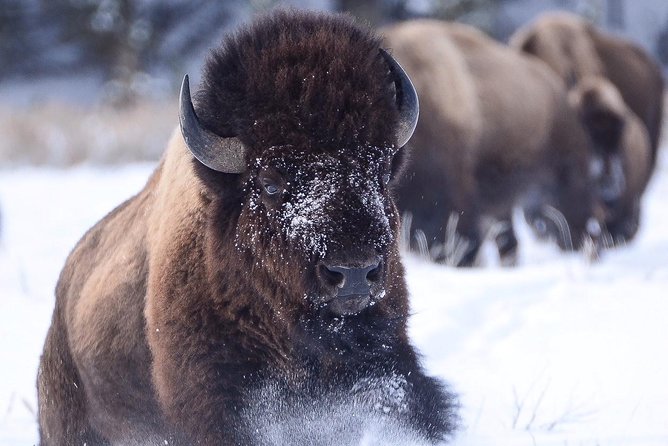 Grand Teton and National Elk Refuge Winter Wonderland Full Day Adventure - Why the guides matter so much