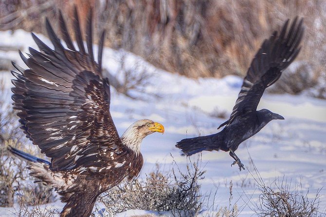 Grand Teton and National Elk Refuge Winter Wonderland Full Day Adventure - What to wear and pack for the cold