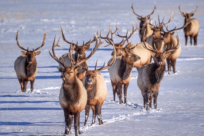 Grand Teton and National Elk Refuge Winter Wonderland Full Day Adventure - Who should book this Jackson Hole tour