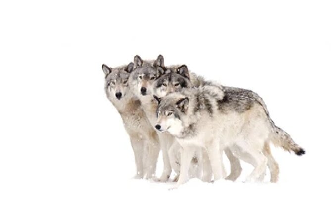 Grand Teton and National Elk Refuge Winter Wonderland Full Day Adventure - Grand Teton wildlife viewing over four hours