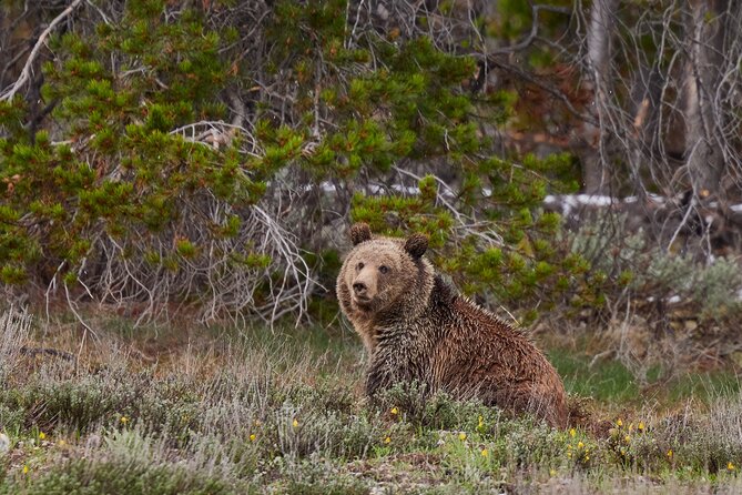 Grand Teton Half Day Tour - Jenny Lake, Menor’s Ferry, and the Snake River