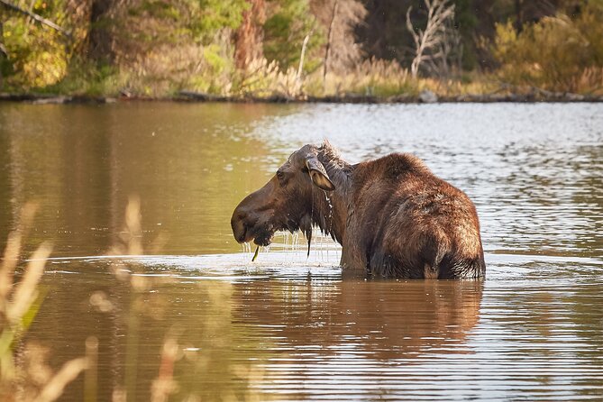 Grand Teton Half Day Tour - Snake River Overlook and Teton Point