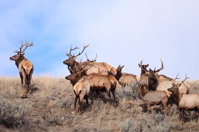 Grand Teton Wildlife Safari in a Enclosed or Open-Air Vehicle (season dependent) - Wildlife targets, from moose to wolves