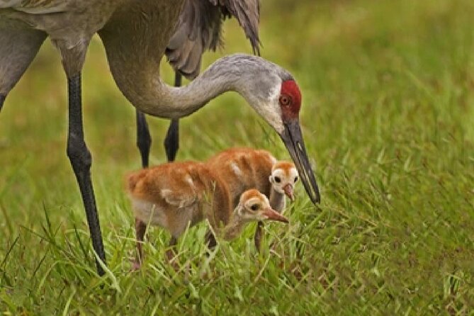 Grand Teton Wildlife Safari in a Enclosed or Open-Air Vehicle (season dependent) - Snacks, binoculars, and the small comforts