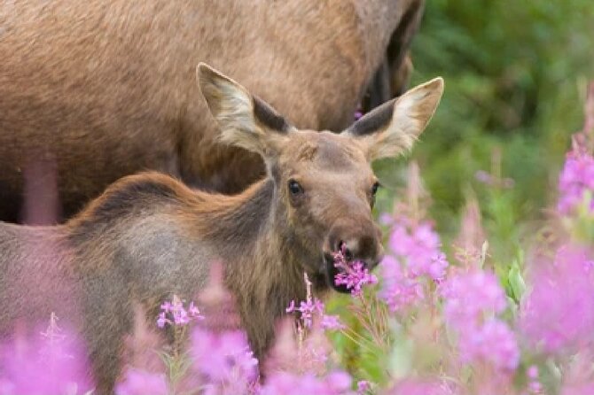 Grand Teton Wildlife Safari in a Enclosed or Open-Air Vehicle (season dependent) - Dawn and dusk bring the best atmosphere