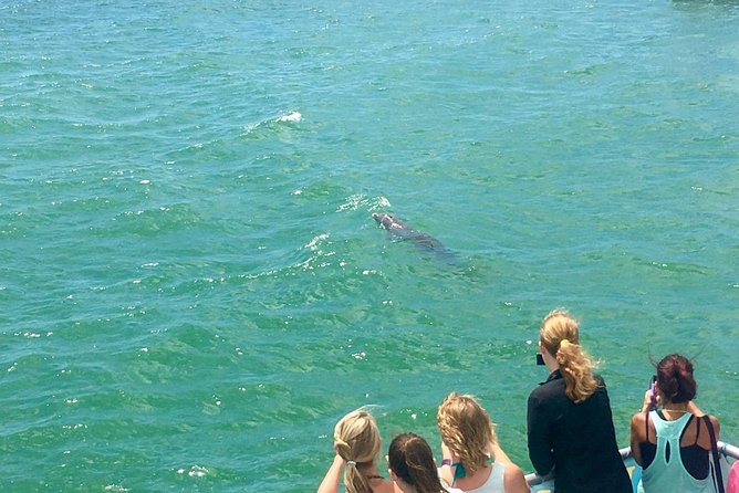 Guaranteed Dolphin Sighting Tour on Tropics Boat Tours - Setting out from Clearwater Beach