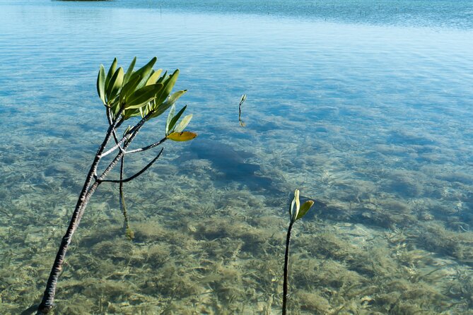 Guided Clear Kayak Eco-Tour Near Key West - Wildlife watching with a local guide