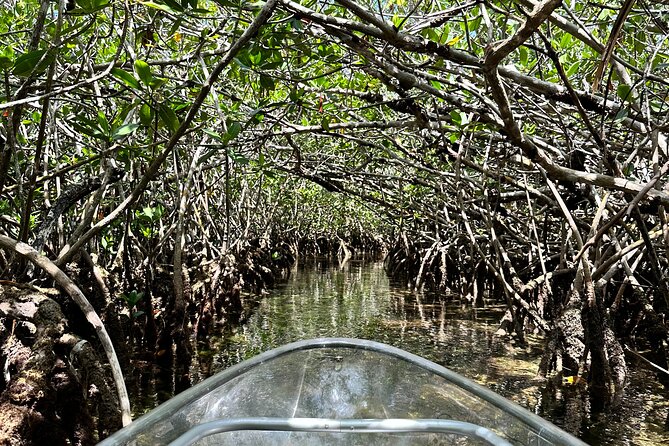 Guided Clear Kayak Eco-Tour Near Key West - How much value you get for $79