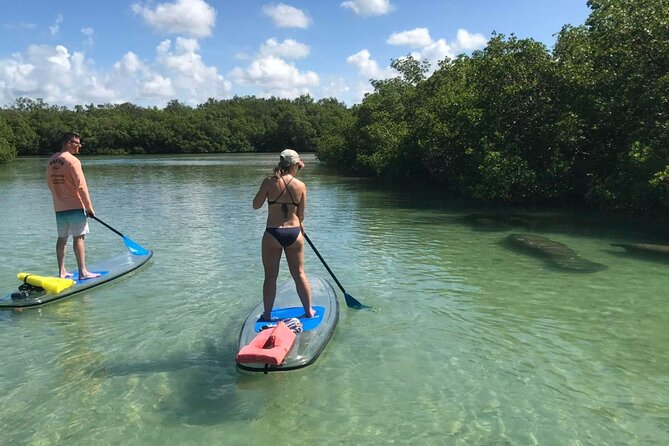 Guided Island EcoTour: CLEAR/Standard Kayak, SUP - Bonita Springs - What the guides add to the outing