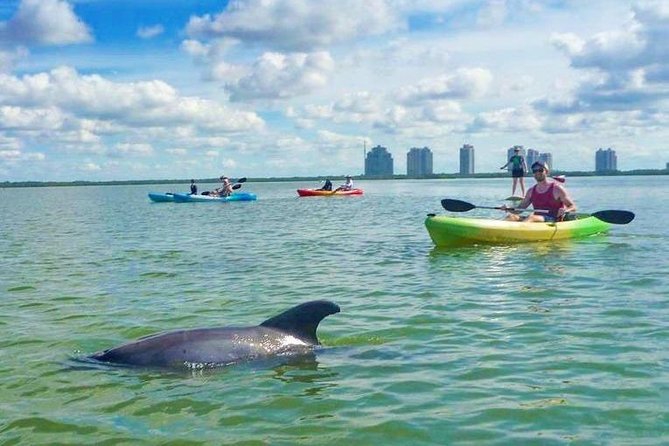 Guided Island EcoTour: CLEAR/Standard Kayak, SUP - Bonita Springs - How much value do you get for $50?