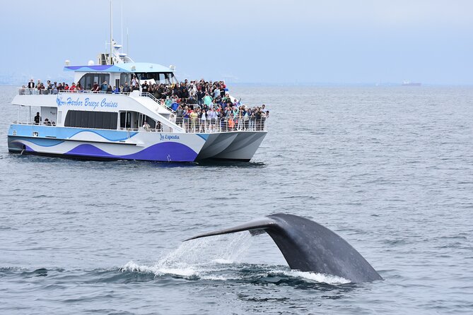 Guided Whale Watching Tour from Long Beach - Key Points Before You Go