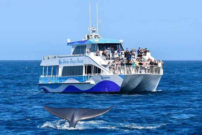 Guided Whale Watching Tour from Long Beach - Leaving From Aquarium Way in Long Beach