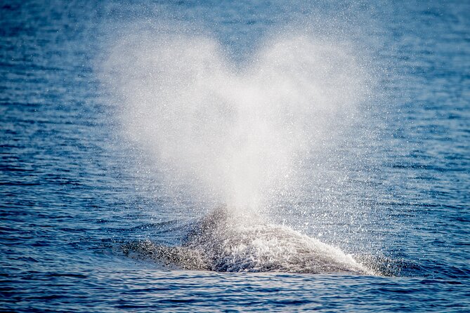 Guided Whale Watching Tour from Long Beach - Crossing Into the Open Pacific
