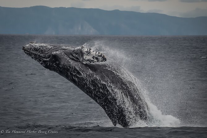 Guided Whale Watching Tour from Long Beach - Passing Long Beach’s Working Waterfront