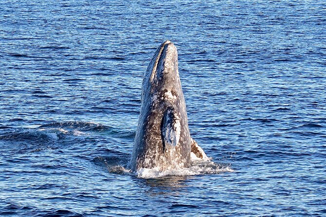 Guided Whale Watching Tour from Long Beach - Is $35 a Fair Price?