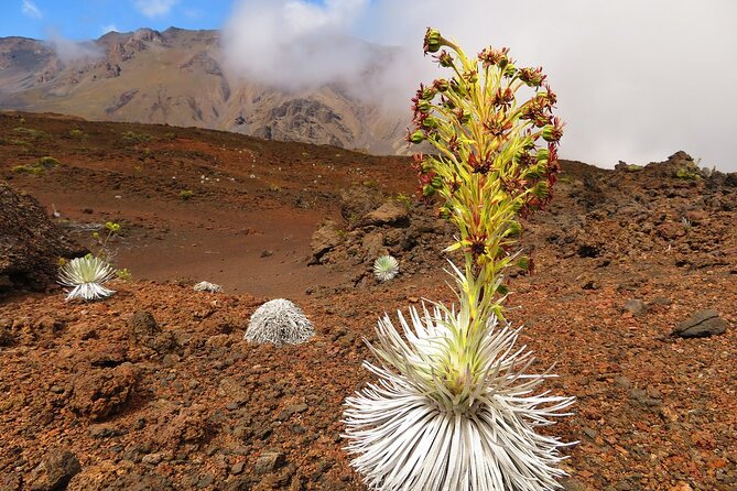 Haleakala Sunrise Best Self-Guided Bike Tour - What the seven-hour schedule really means