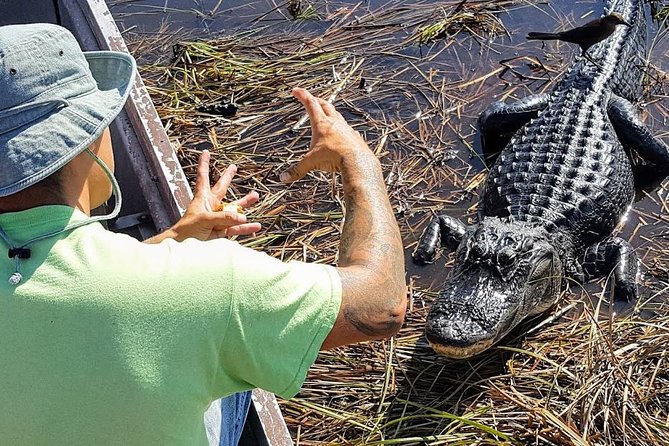 Half-day Everglades National Park Tour and 1-Hour Air Boat Ride - The early pickup from Miami or Fort Lauderdale