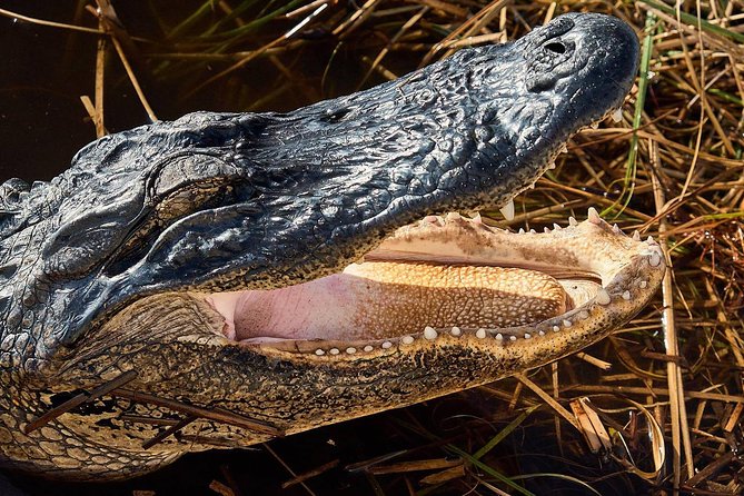 Half-day Everglades National Park Tour and 1-Hour Air Boat Ride - The one-hour airboat ride at Miccosukee Indian Village