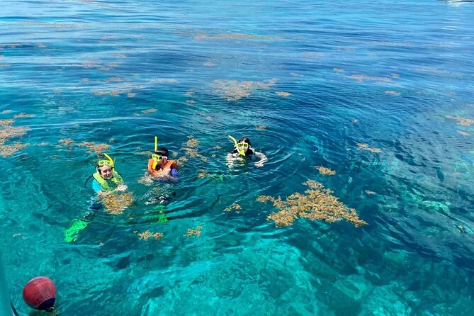 Half Day Snorkel Trip on Reefs in the Florida Keys - Why This Key Largo Snorkel Trip Is Worth Considering