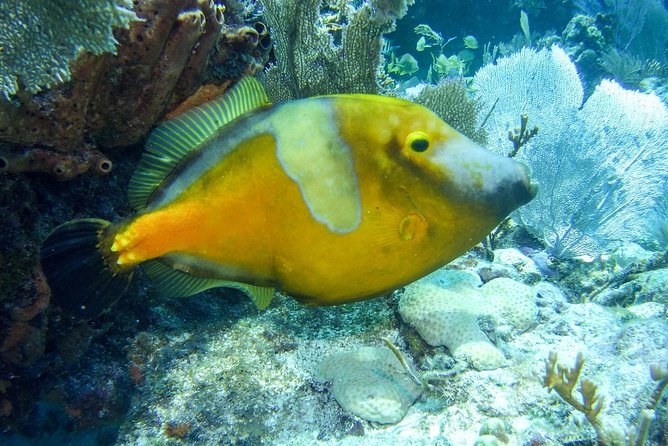 Half Day Snorkel Trip on Reefs in the Florida Keys - John Pennekamp Coral Reef State Park: A Special Underwater Setting
