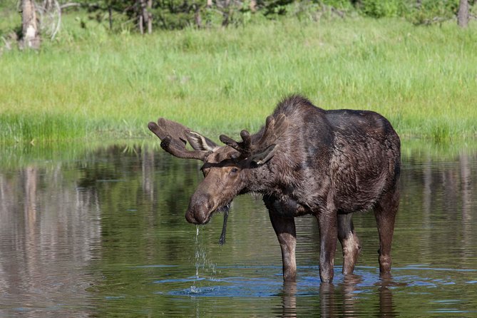 Half-Day Wildlife Safari Tour in Grand Teton National Park - Why four hours works well in Grand Teton