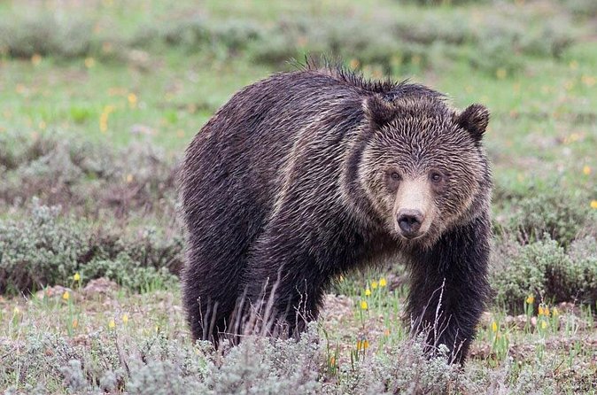 Half-Day Wildlife Safari Tour in Grand Teton National Park - Mormon Row: famous barns and Teton views