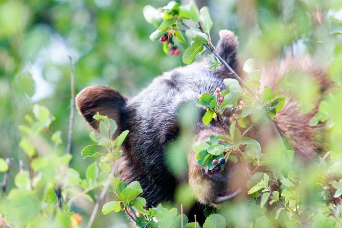 Half-Day Wildlife Safari Tour in Grand Teton National Park - Jackson Hole visitor center and the final return