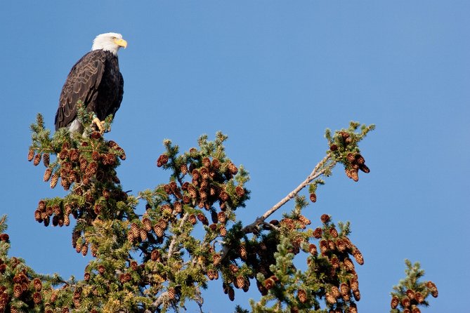 Half-Day Wildlife Safari Tour in Grand Teton National Park - Guides, scopes, snacks, and the small vehicle