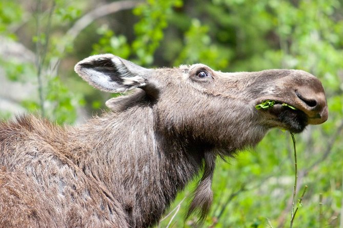 Half-Day Wildlife Safari Tour in Grand Teton National Park - Moose Wilson Road: the best chance in thicker cover
