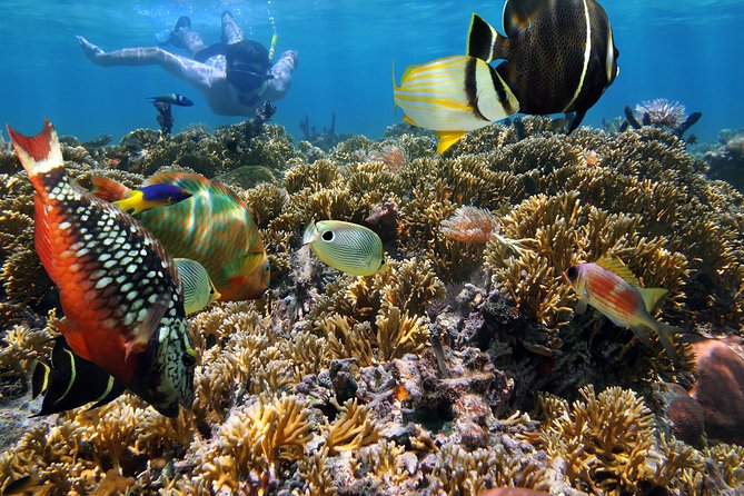 Hanauma Bay Snorkeling - How Long You Stay and What the Day Feels Like