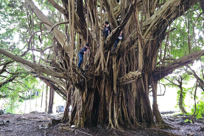 Hawaii Volcanoes, Waterfalls, Beaches & Hilo Highlights Day Tour - Rainbow Falls and the Wailuku River